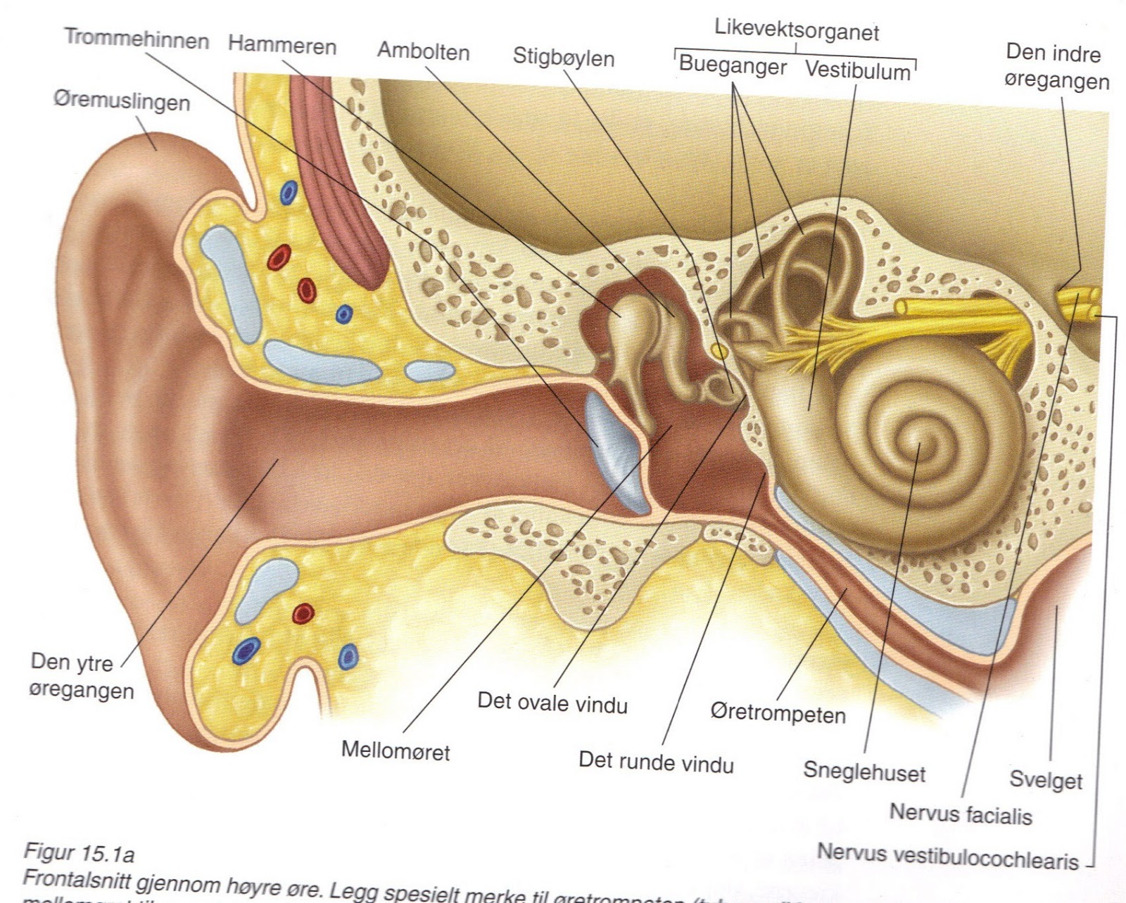 The-Awesomeness-Of-Awareness: Hørsel