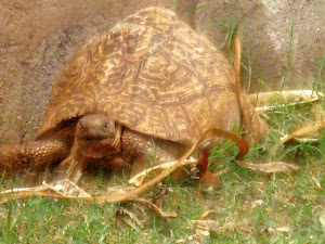 Tortoise at the Honey Badger Lodge