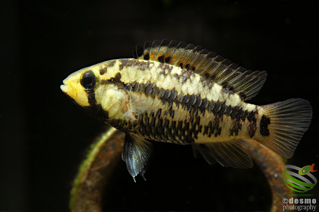 Apistogramma eleuthria