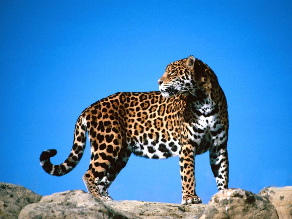 fyanimaldiversity Jaguar (Panthera onca) Your... PANTHXRA