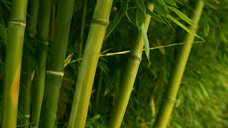 Bamboo HD Wallpapers for Desktop 1080p free download