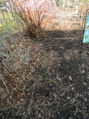 Etobicoke spring garden clean up before by Paul Jung Gardening Services Toronto
