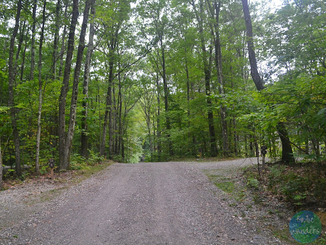 Pittsfield State Forest Mountain Bike Trails
