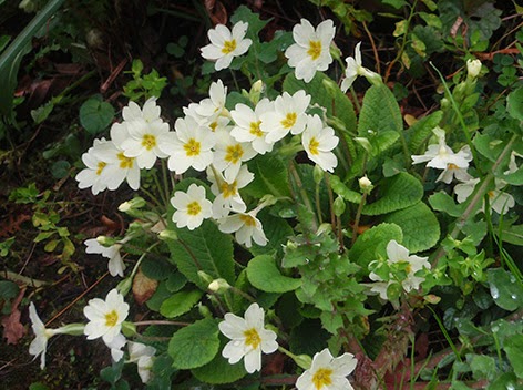 Primavera (Primula vulgaris)flor amarilla