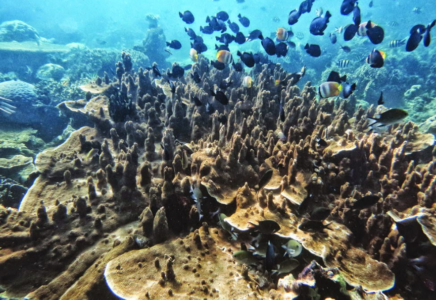 Objek Wisata Desa Pemuteran Bali Objek Wisata Desa Pemuteran Bali