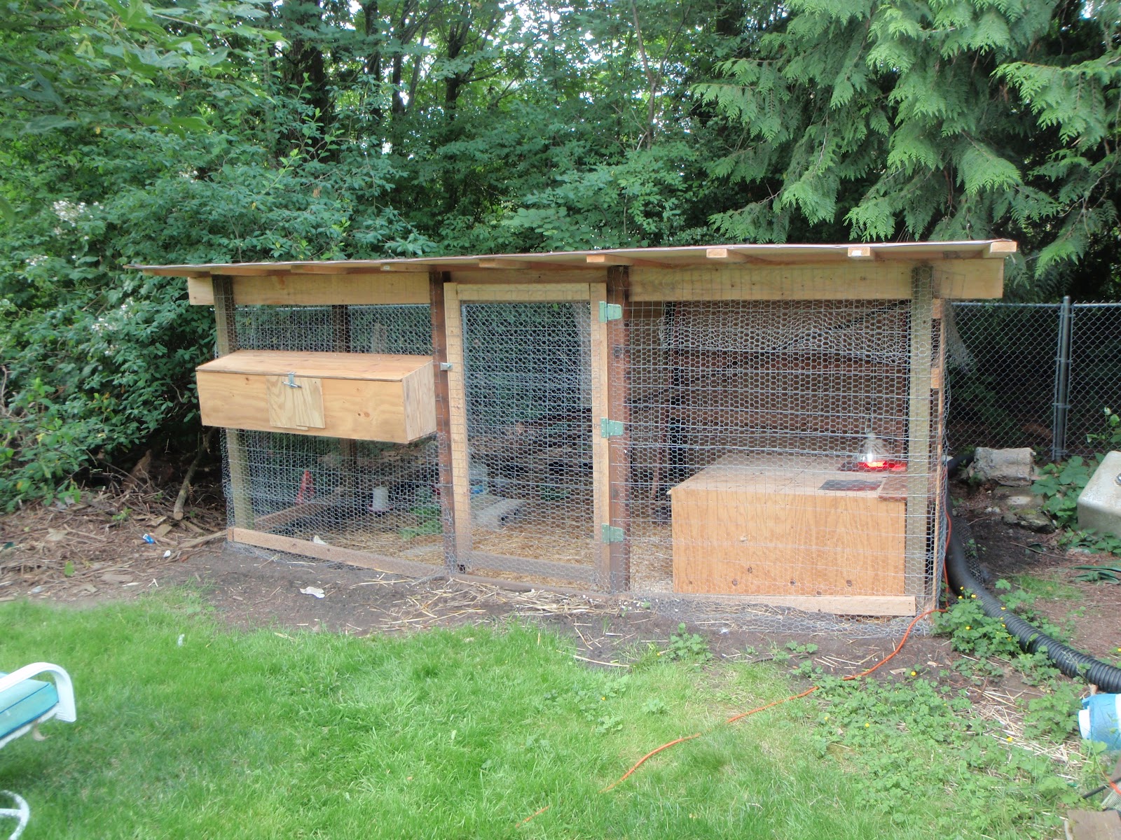 Pheasants and Chickens