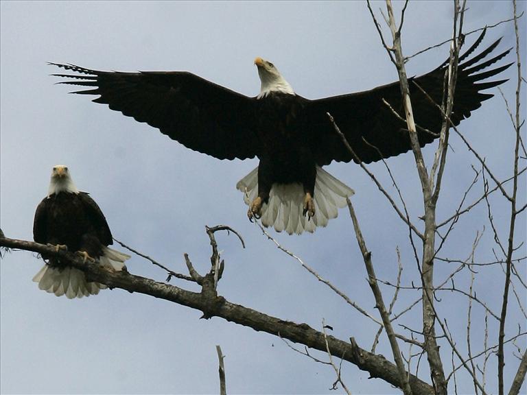 White Wolf : Once-endangered bald eagles now soaring in Colorado