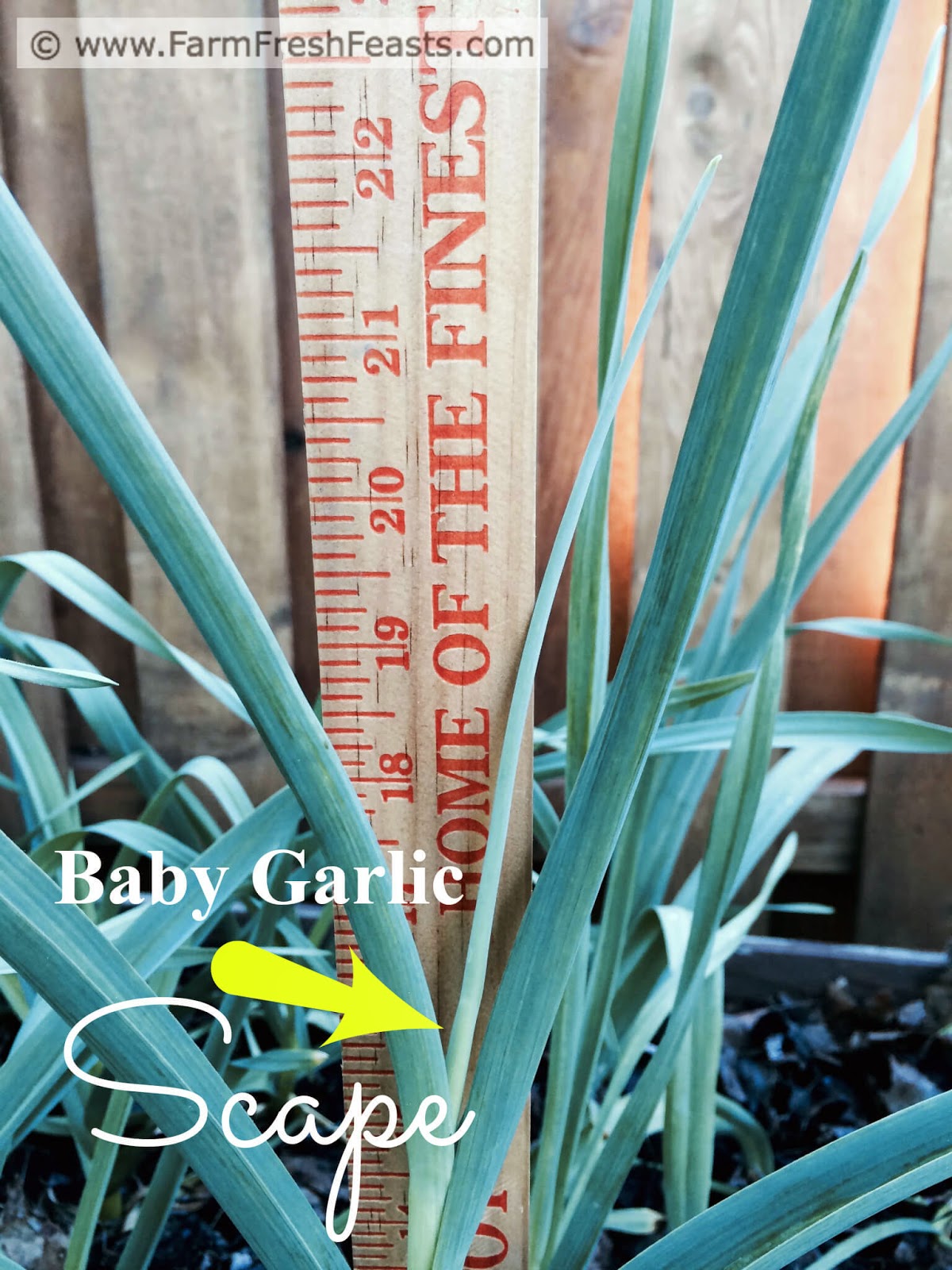 Farm Fresh Feasts Green Garlic Hummus with Green Garbanzo Beans