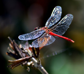 Libelle, Odonata, , Libellen, dragonfly, Libélula, libellule Insekten, insekte, insektet, intsektuak, insekti, Насекоми, insekter, insects, Putukad, Hyönteiset, insectes, έντομα, serangga, feithidí, skordýr, insetti, ensèk