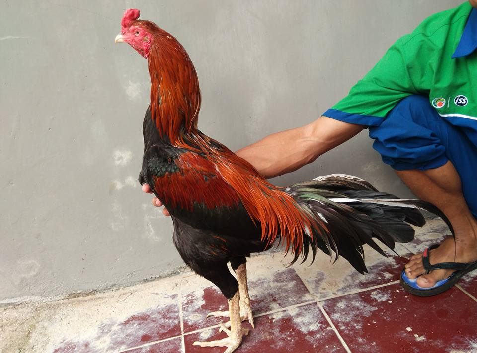 54+ Gambar Ayam Laga Super Terlihat Keren 54+ Gambar Ayam Laga Super Terlihat Keren