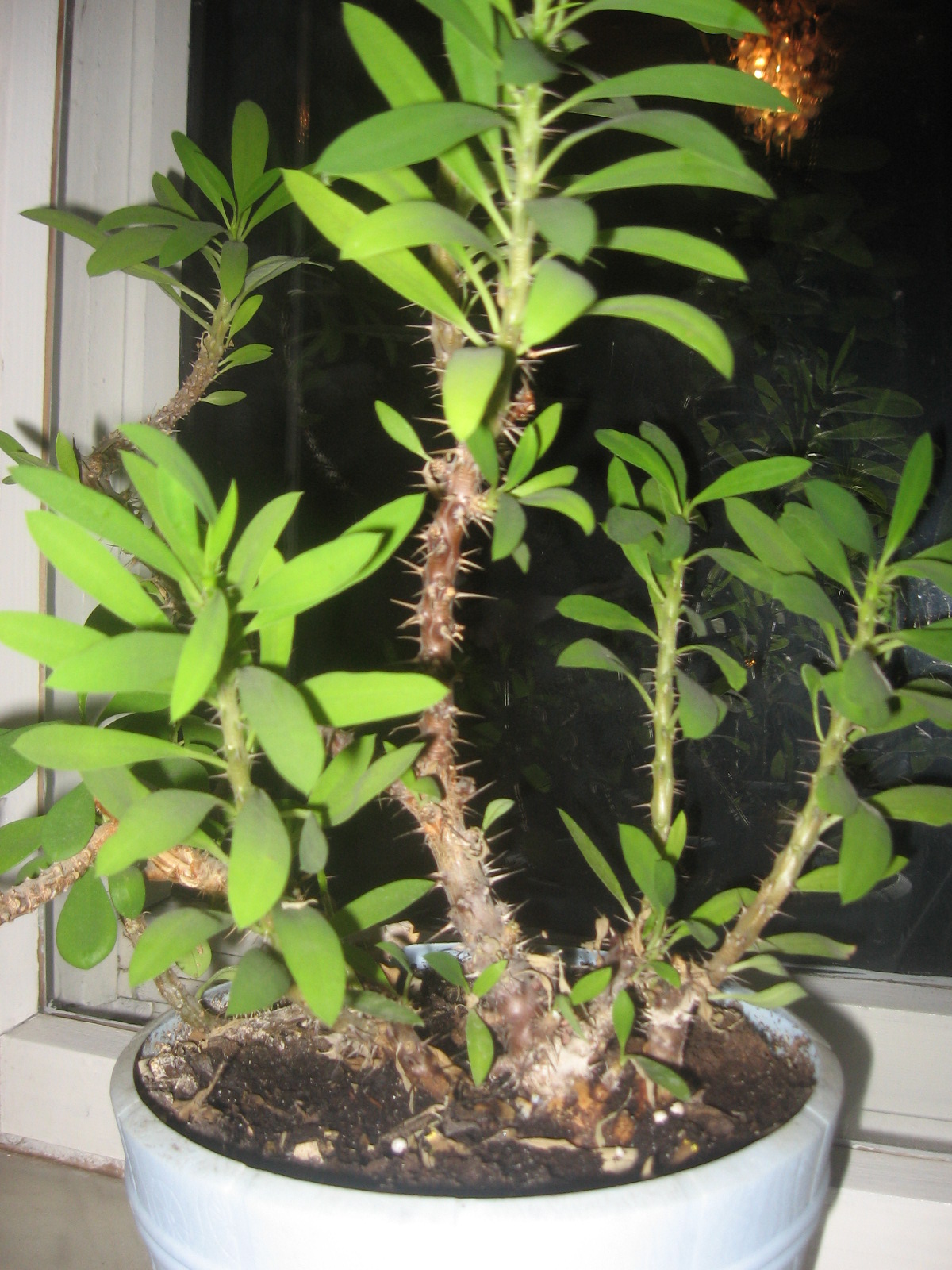 ,,Kwiat jest uśmiechem rośliny": Korona cierniowa