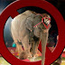 Iran Becomes 9th Country To Ban Animal Acts In Circuses