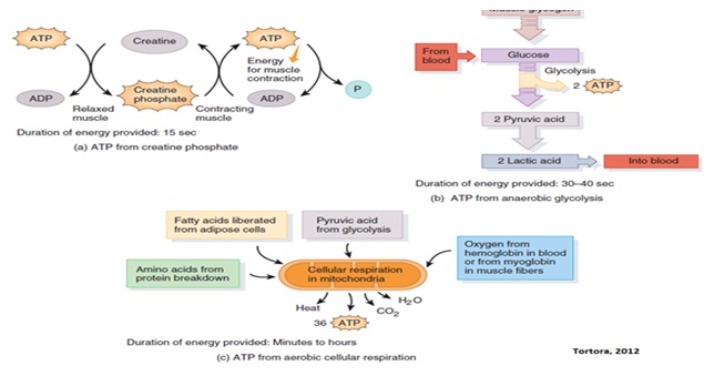 Gambar Mekanisme Gerak Otot