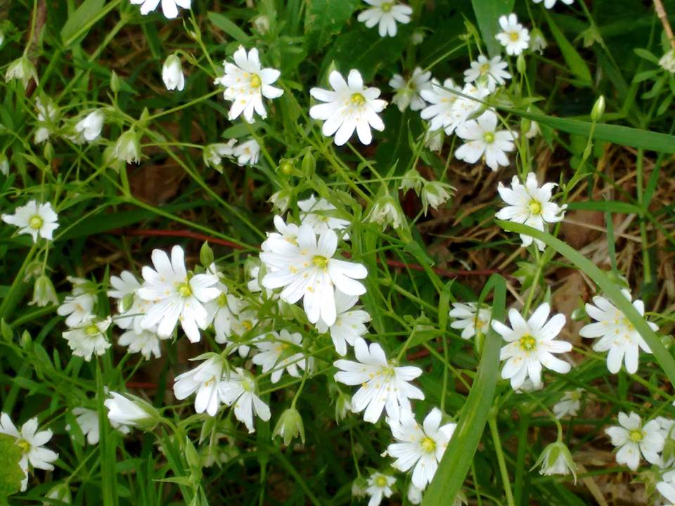 Soothe Me With Greater Stitchwort Life on Pig Row