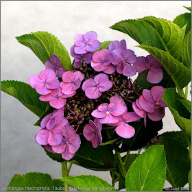 Roses Du Jardin Cheneland Hydrangea Macrophylla Magical Jade
