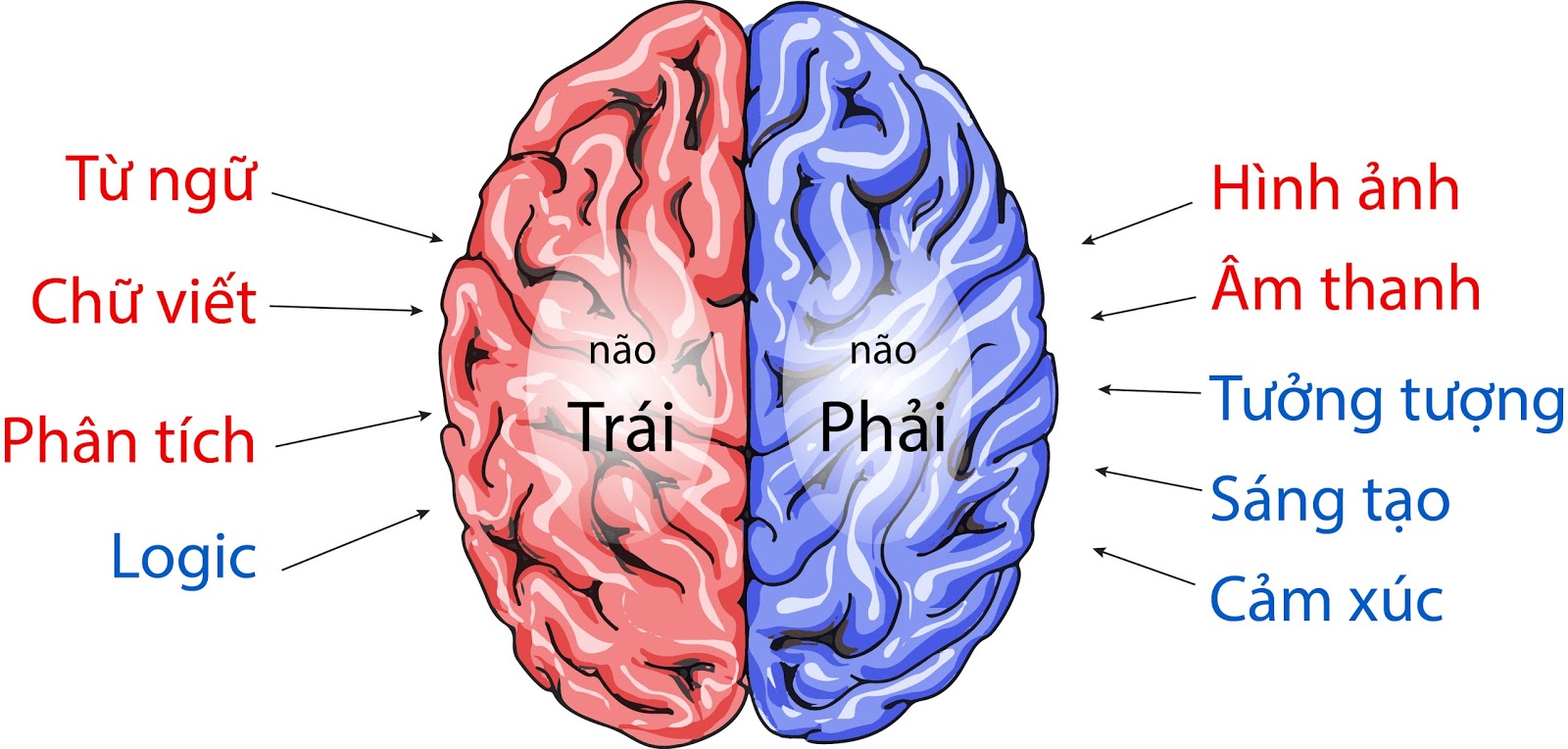 Kết quả hình ảnh cho hai bán cầu não