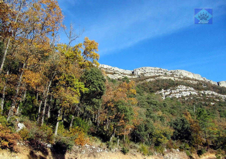 ZáLeZ "El bosque encantado" dentro de la ruta de los Duendes. Herrera