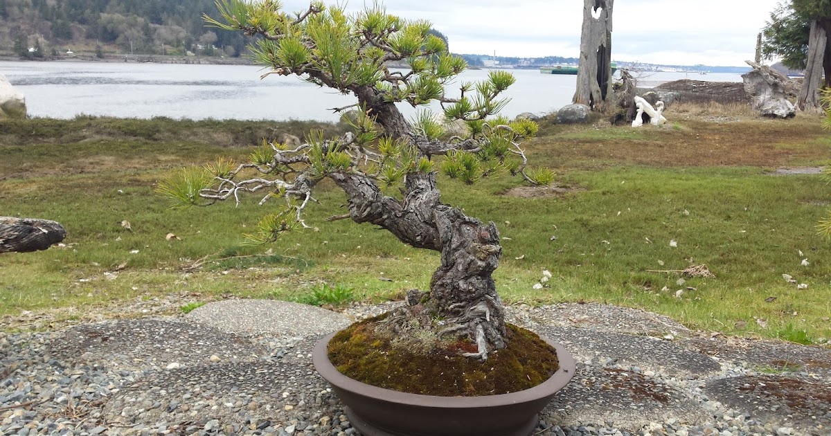 In Vivo Bonsai Pacific Bonsai Museum "Natives" Preparation Pitch Pine