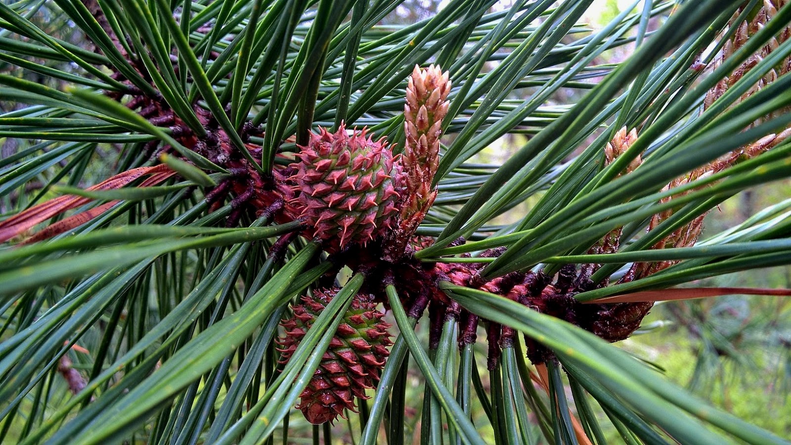 Connecticut Master Naturalist Blog The Pitch Pine Forest A Rare Ecosystem