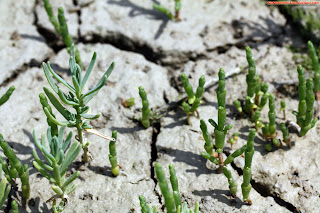 Soude maritime (suaeda maritima) à gauche, salicorne (salicornia europaea) à droite