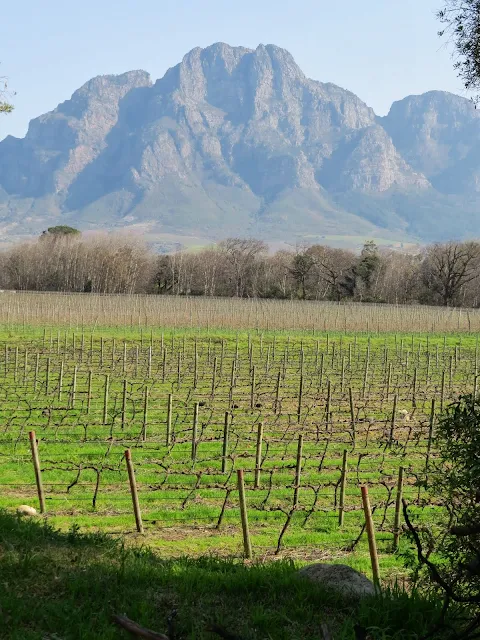 Solms Delta Winery in Franschhoek in South Africa