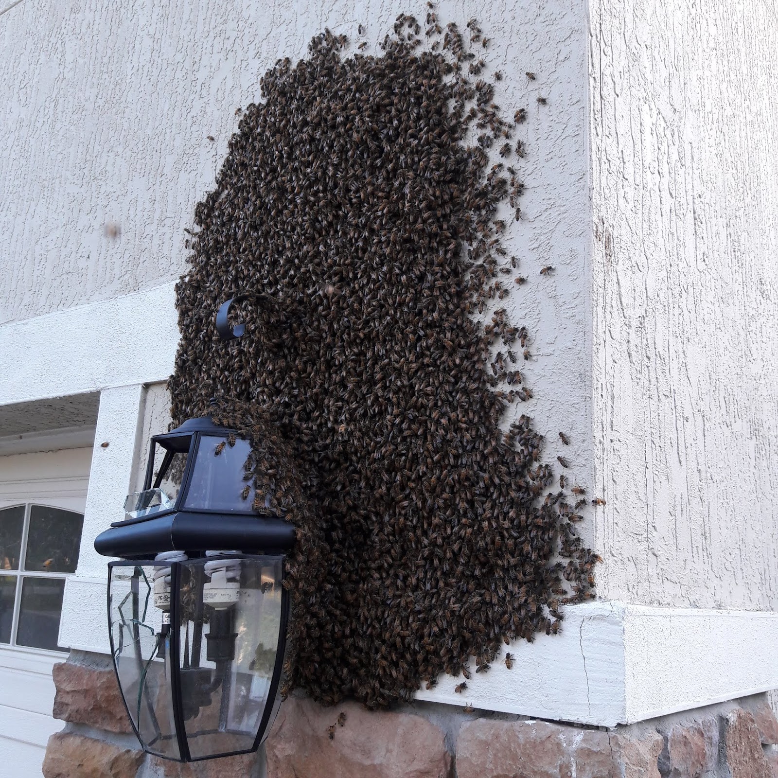 Jacksonville Bee Rescue Your Options