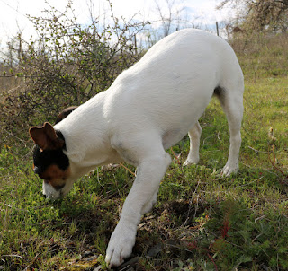Louise having a good sniff about Louise having a good sniff about