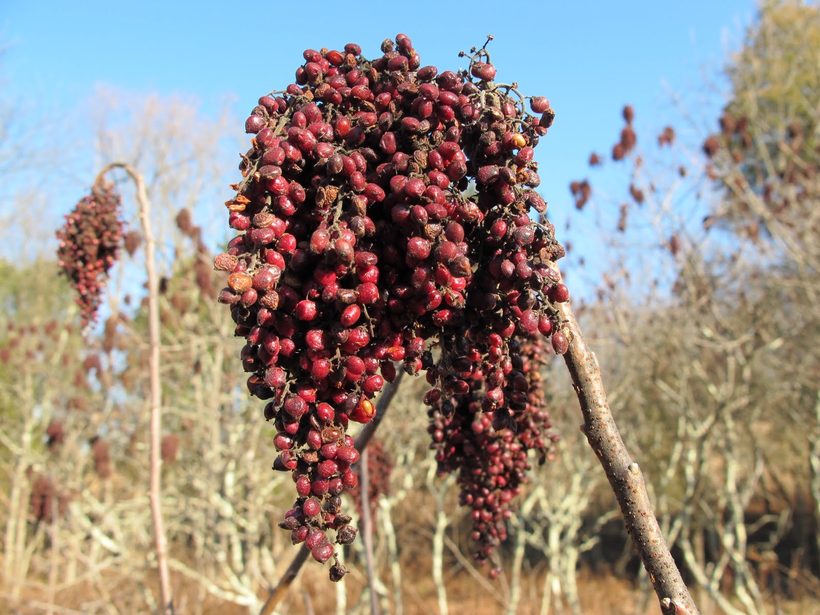 Blue Jay Barrens Sumac Fruit
