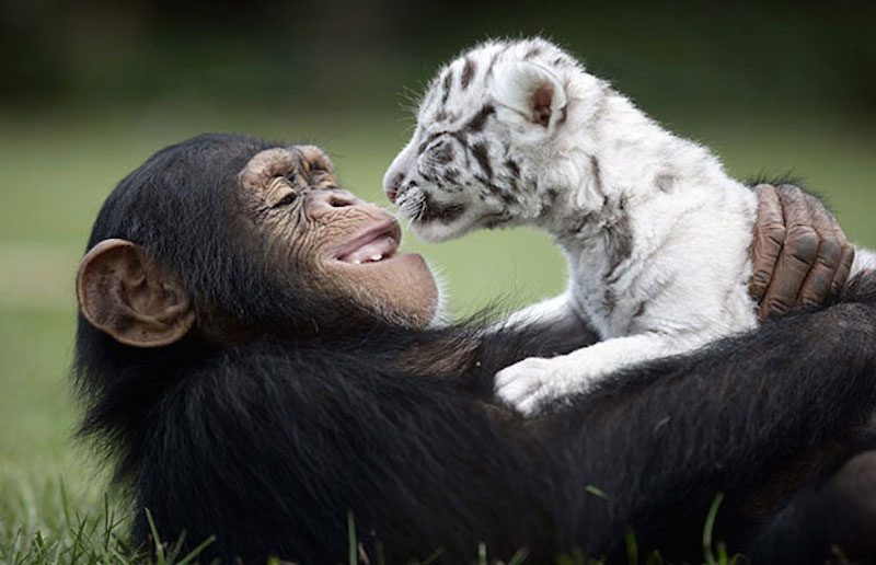 theKONGBLOG™ Odd Animal Buddies — Unlikely Animal Friendships
