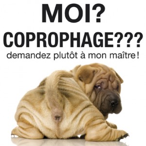 Coprophagie chez le chien - ppt télécharger