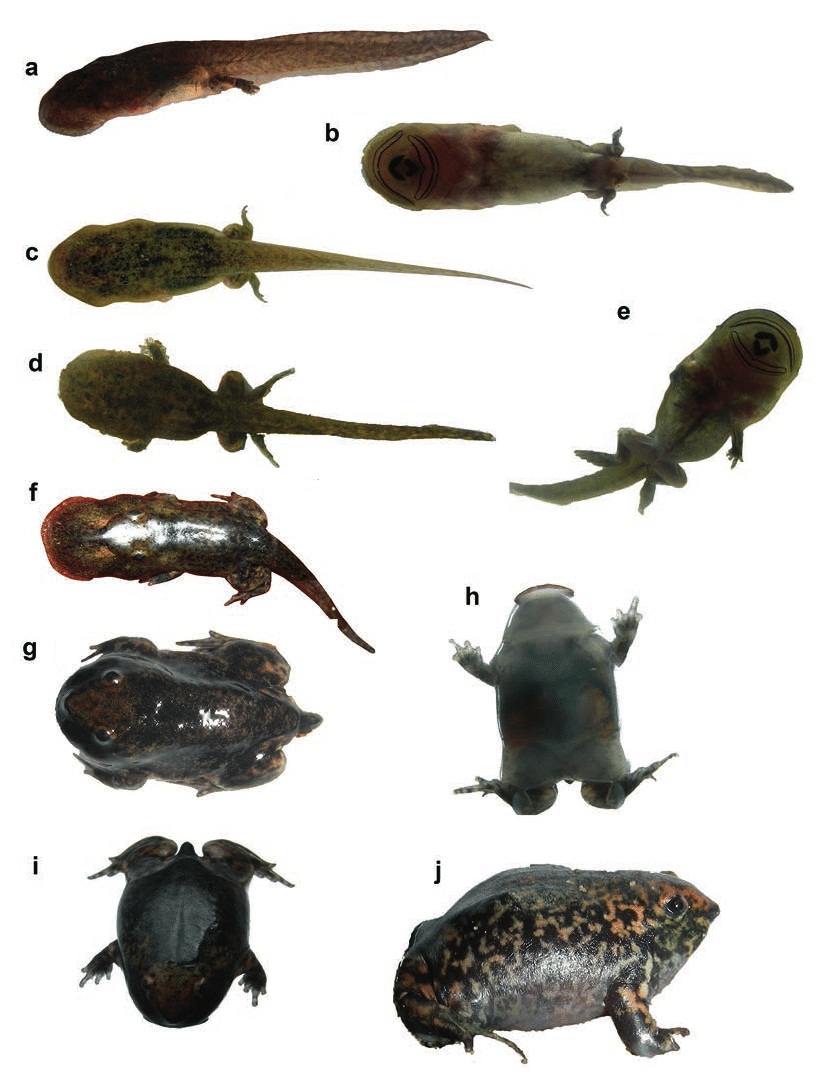 Species New to Science [Herpetology • 2017] Nasikabatrachus bhupathi