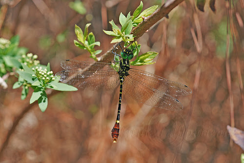 Phyllomacromia trifasciata