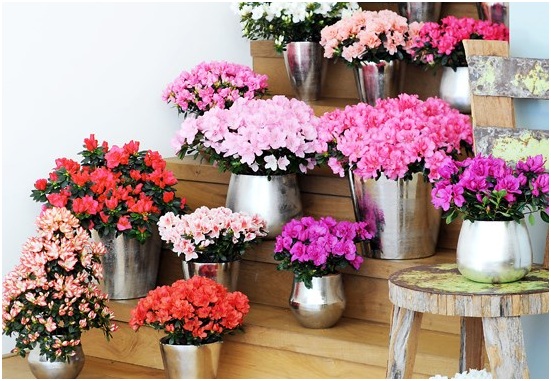 Cảnh giác những cây độc tố chết người khi trồng trong nhà Cảnh giác những cây độc tố chết người khi trồng trong nhà