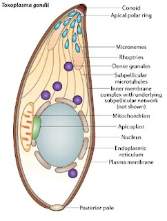 Toxoplasmosis: Biología
