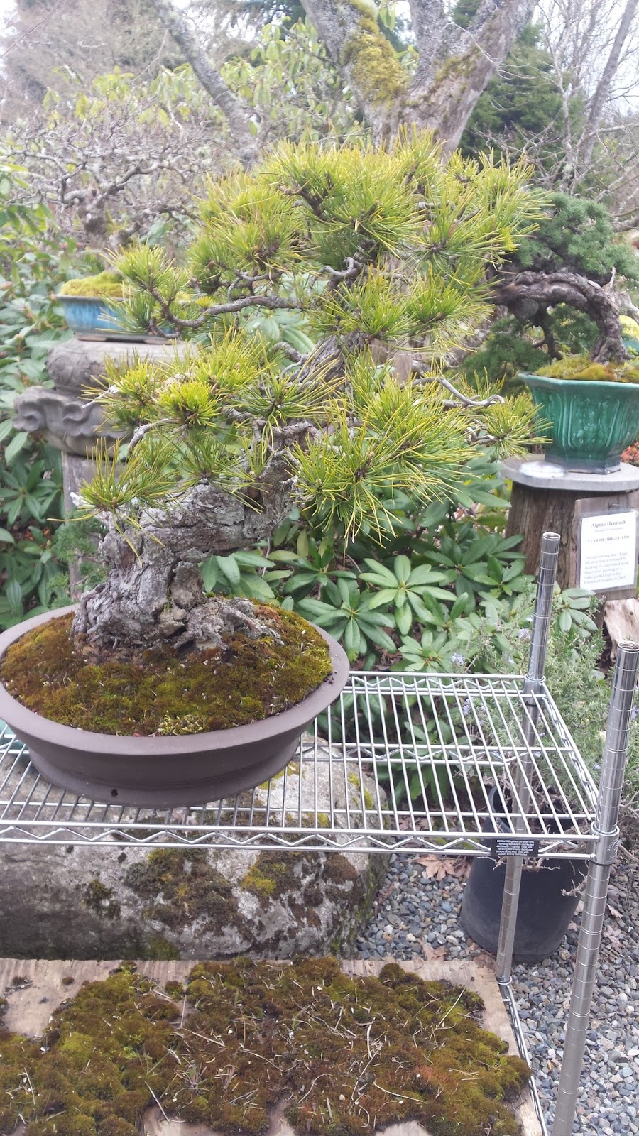 In Vivo Bonsai Pacific Bonsai Museum "Natives" Preparation Pitch Pine