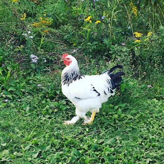 Giant brahma rooster