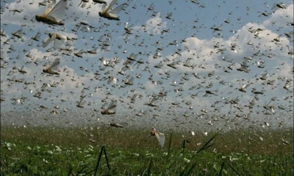 Las Plagas De Insectos Se Multiplicaran Por Todo El Mundo Debido Al Cambio Climático. Las Plagas De Insectos Se Multiplicaran Por Todo El Mundo Debido Al Cambio Climático.