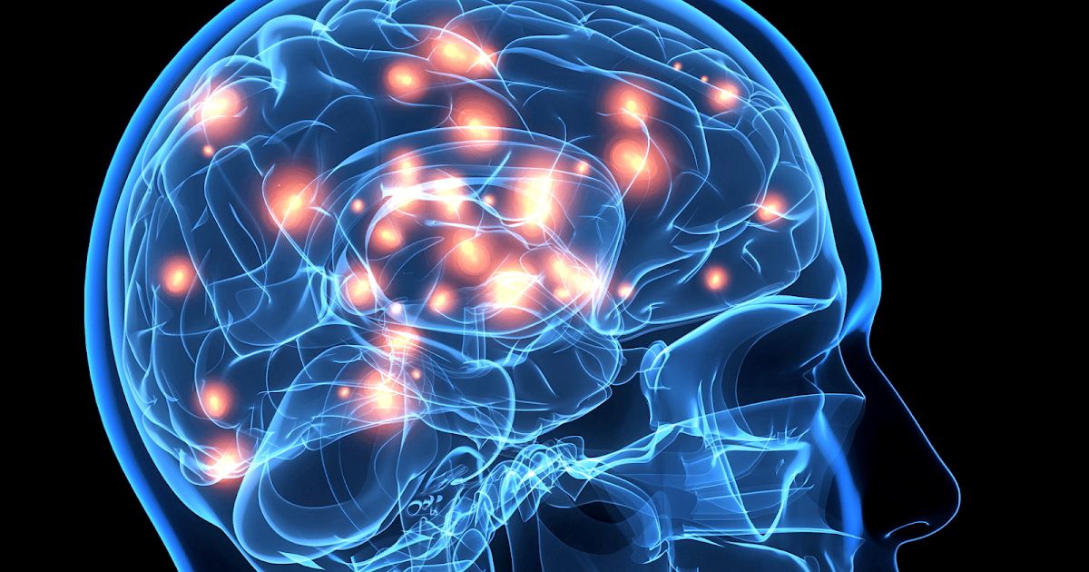 cerebro humano cerebro humano