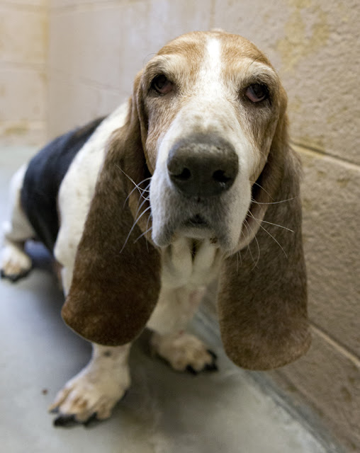 Shelter Dogs of Portland: &ldquo;JAY&rsquo; a Basset Hound!