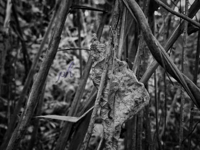 Latest nature picture Black and white nature