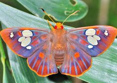 butterfly images