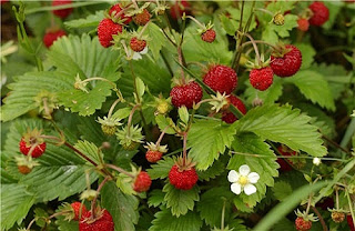 Alpine Strawberry Alpine Strawberry Herb