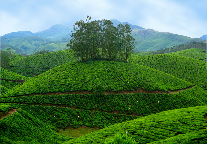 Tourism India | Travel in India | Holiday in India: Munnar - Kerala