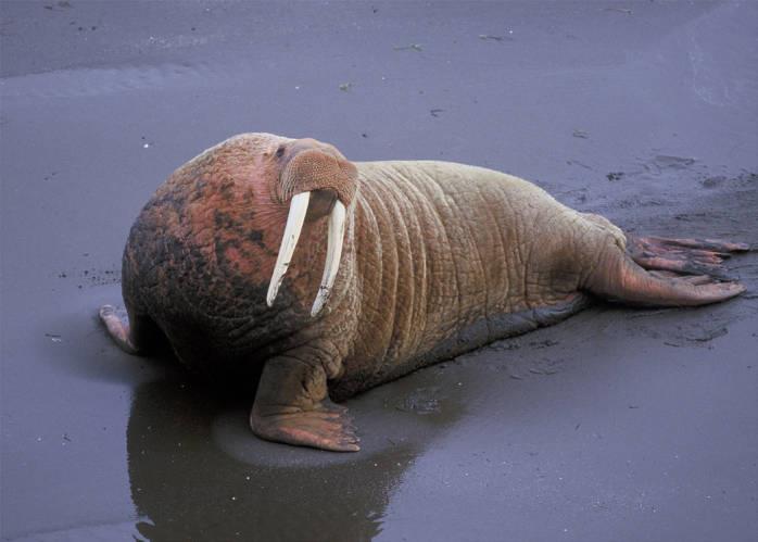 The Dream Antilles: Why Walruses?