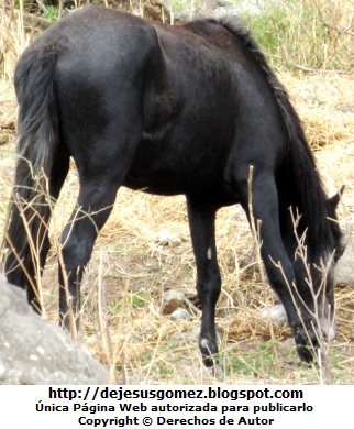 Caballo Foto de un caballo comiendo pasto seco por Jesus Gómez