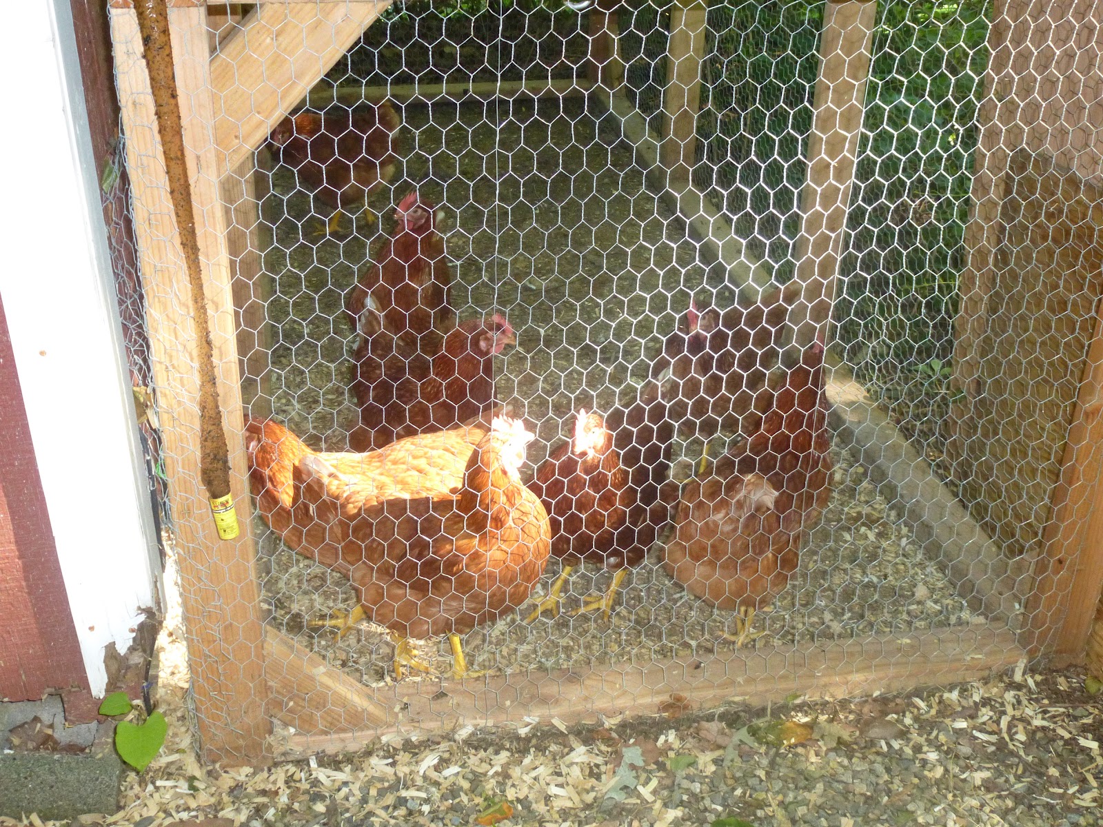 The Agreeable Sisters Chickens at the lake