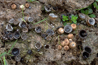 Cyathus stercoreus