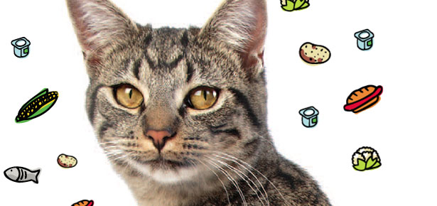 pet health insurence pet health insurence