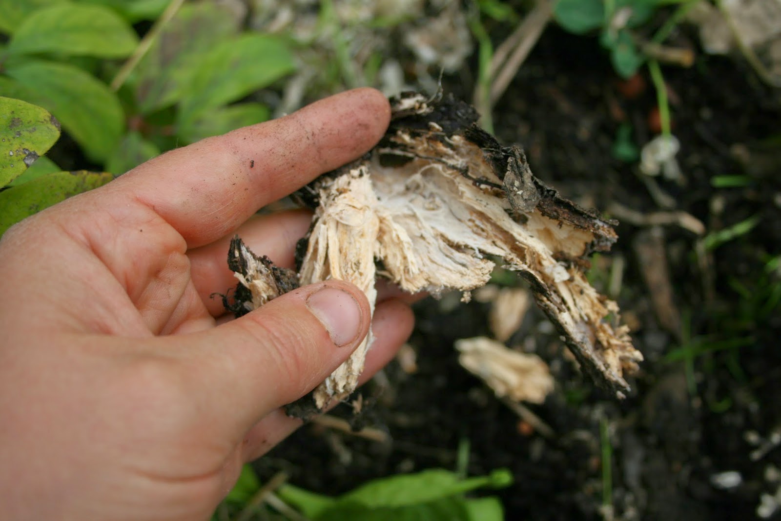 Hawlik Pilzbrut - Culture de champignons Stropharia rugosoannulata pour  cultiver soi-même dans son jardin - un jeu d'enfant de récolter des  champignons frais - Kit champignons à faire pousser : : Jardin