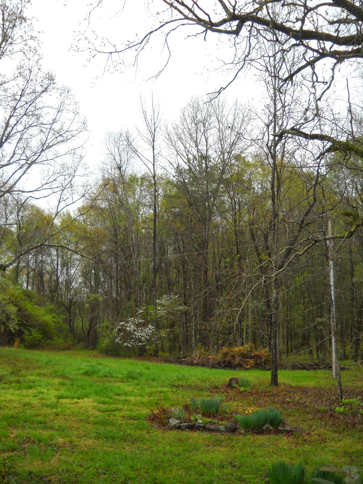Gold Hill Plant Farm Overnight Rain Brings Sudden Greening